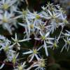 Saxifrage fortunei rubrifolia - Abriachan nursery
